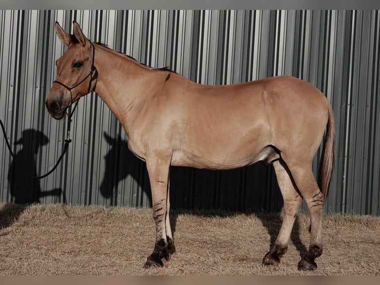 Mule Gelding 14 years 15,1 hh Dun in Azle TX