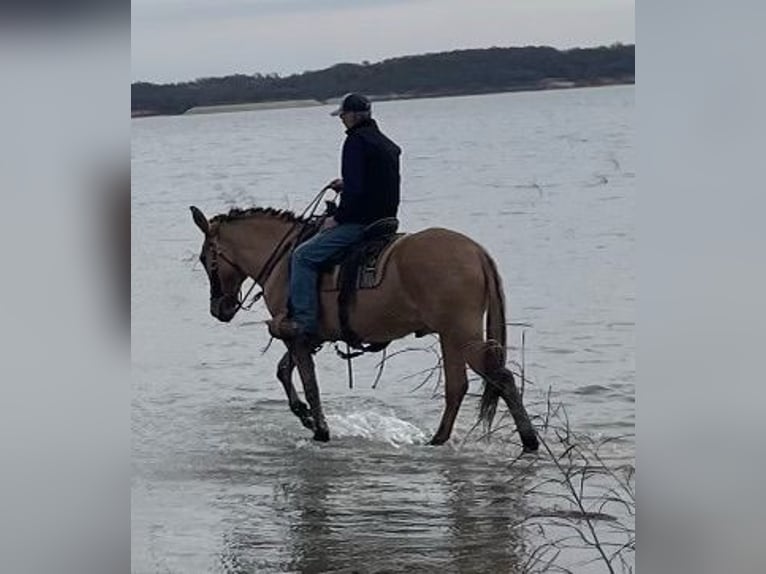 Mule Gelding 14 years 15,1 hh Dun in Azle TX