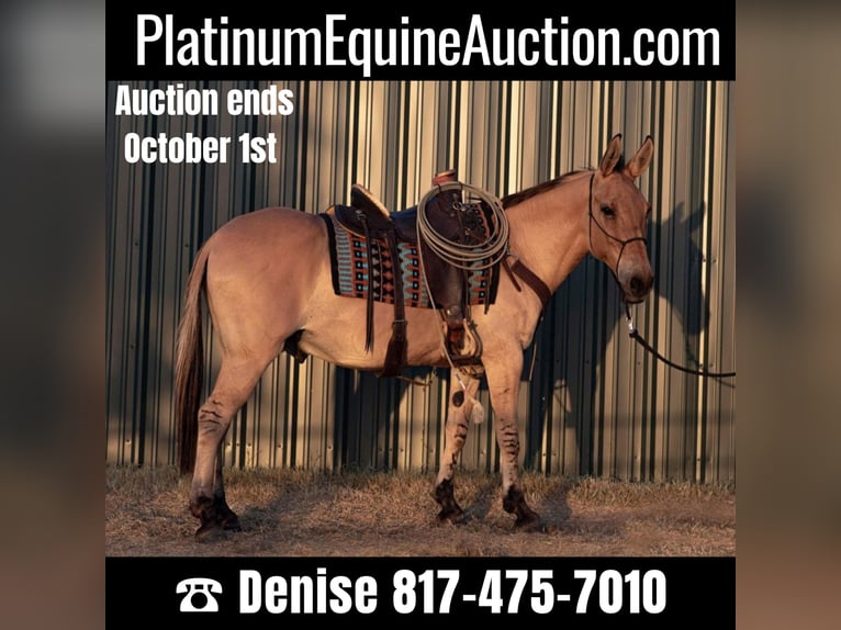 Mule Gelding 14 years 15,1 hh Dun in Azle TX