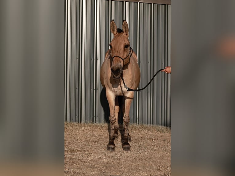 Mule Gelding 14 years 15,1 hh Dun in Azle TX