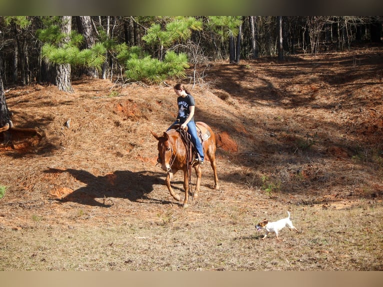 Mule Gelding 14 years 15,1 hh Sorrel in Rusk TX