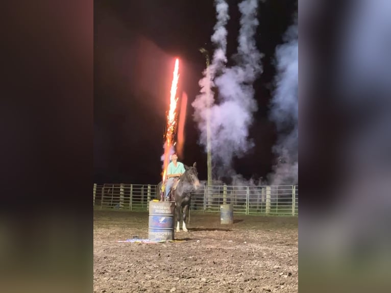 Mule Gelding 14 years 15,2 hh Black in Van Horne IA