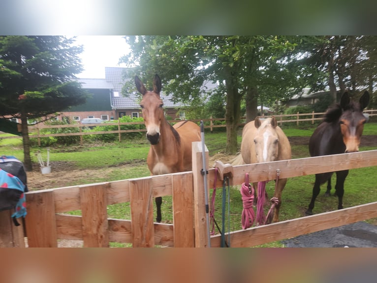 Mule Gelding 14 years 15.2 hh Brown in Stinstedt