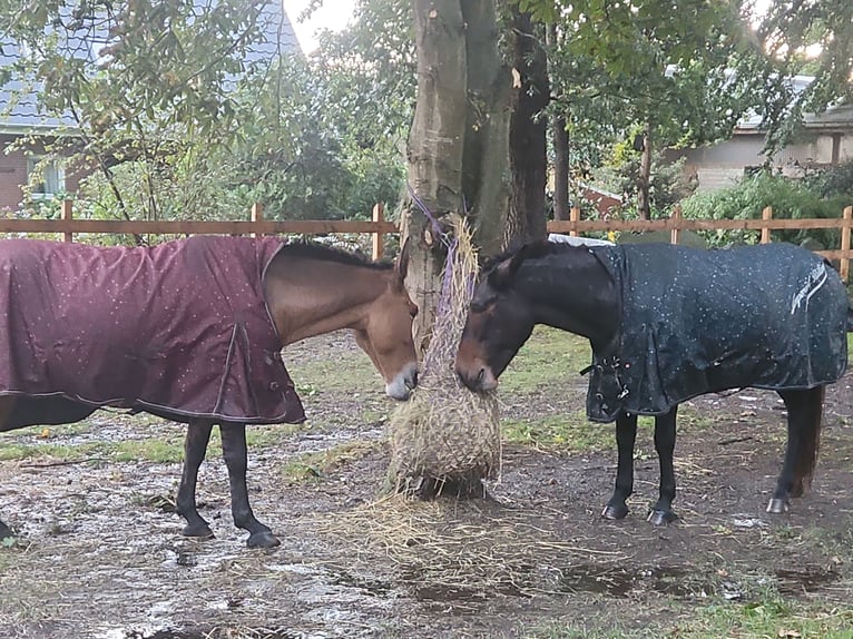 Mule Gelding 14 years 15.2 hh Brown in Stinstedt