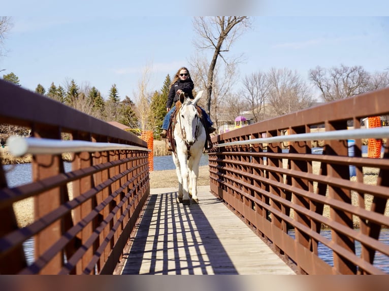 Mule Gelding 14 years 15,2 hh Gray in Corsica, SD