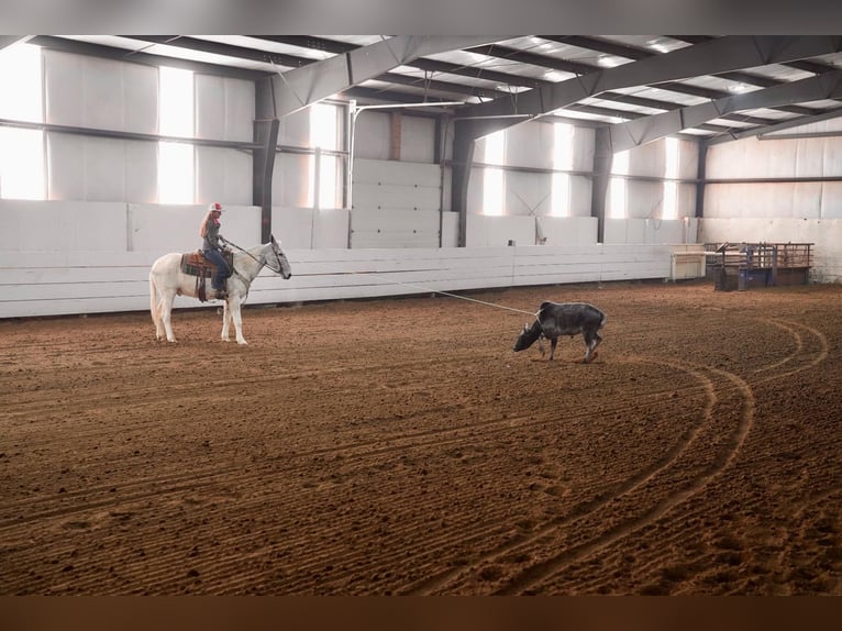 Mule Gelding 14 years 15,2 hh Gray in Corsica, SD