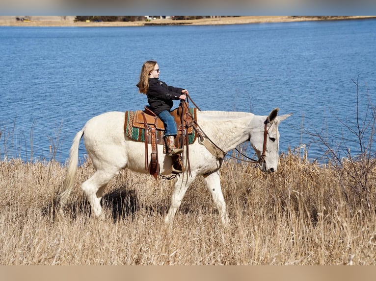 Mule Gelding 14 years 15,2 hh Gray in Corsica, SD