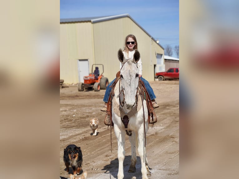 Mule Gelding 14 years 15,2 hh Gray in Corsica, SD