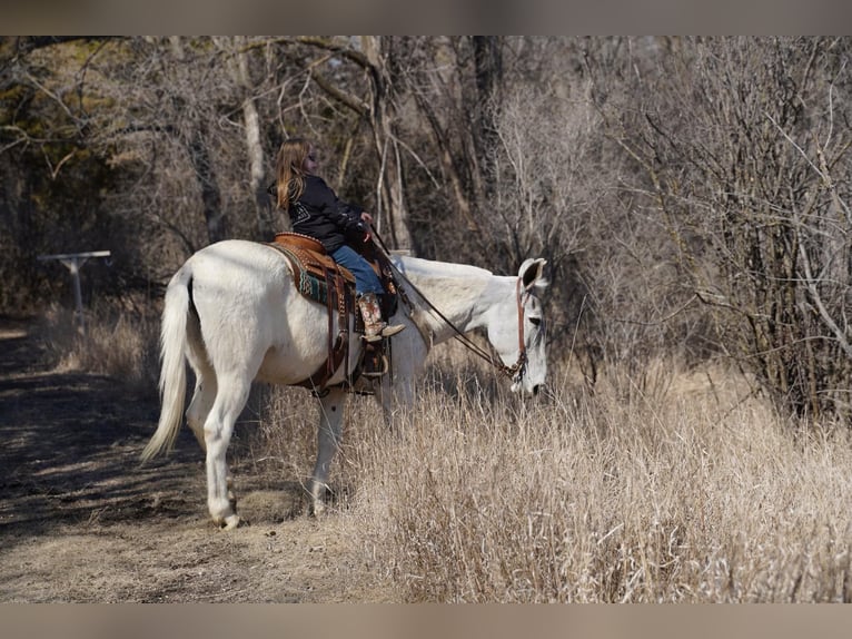 Mule Gelding 14 years 15,2 hh Gray in Corsica, SD