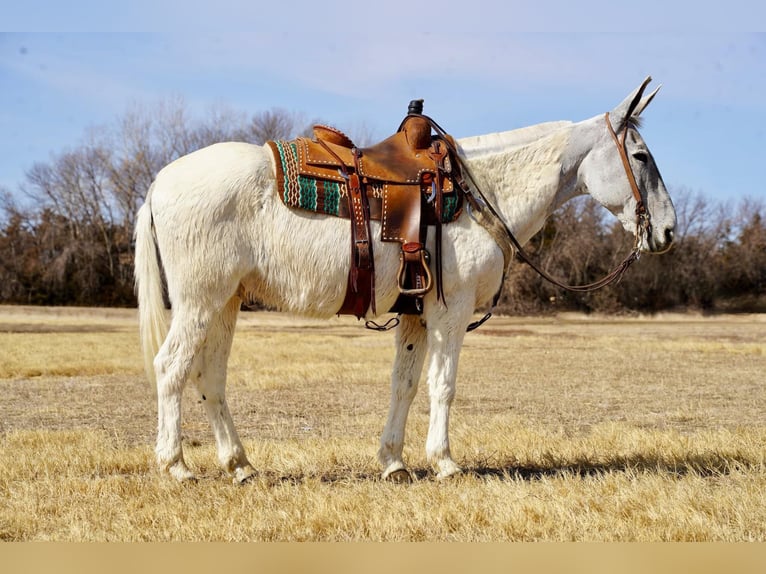 Mule Gelding 14 years 15,2 hh Gray in Corsica, SD