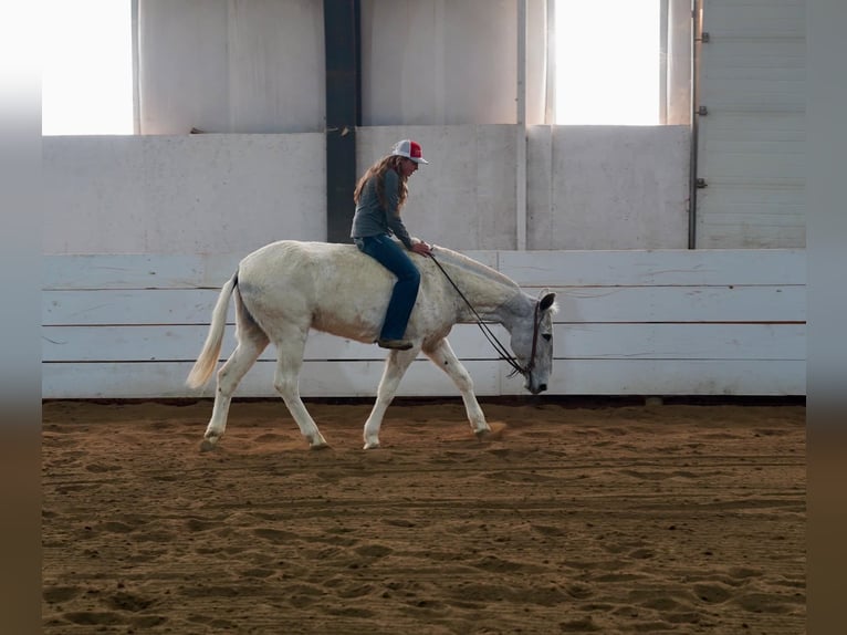 Mule Gelding 14 years 15,2 hh Gray in Corsica, SD