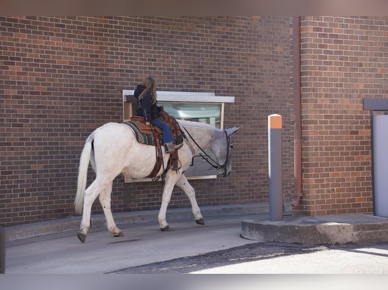 Mule Gelding 14 years 15,2 hh Gray in Corsica, SD