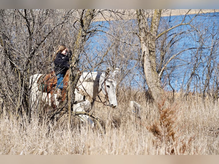 Mule Gelding 14 years 15,2 hh Gray in Corsica, SD