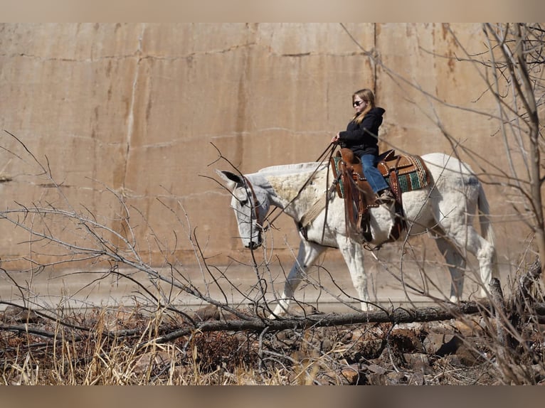 Mule Gelding 14 years 15,2 hh Gray in Corsica, SD