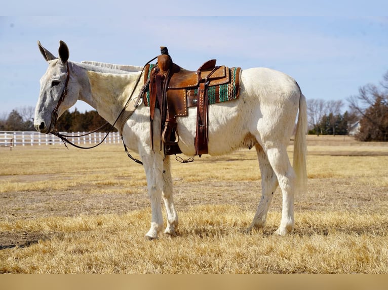 Mule Gelding 14 years 15,2 hh Gray in Corsica, SD