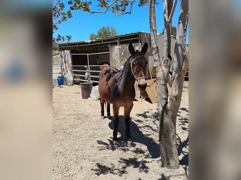 Mule Mix Gelding 14 years 15 hh Bay in Forest park