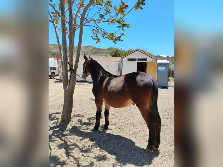 Mule Mix Gelding 14 years 15 hh Bay in Forest park