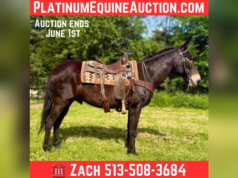 Mule Gelding 14 years 15,1 hh Black in Moscow OH