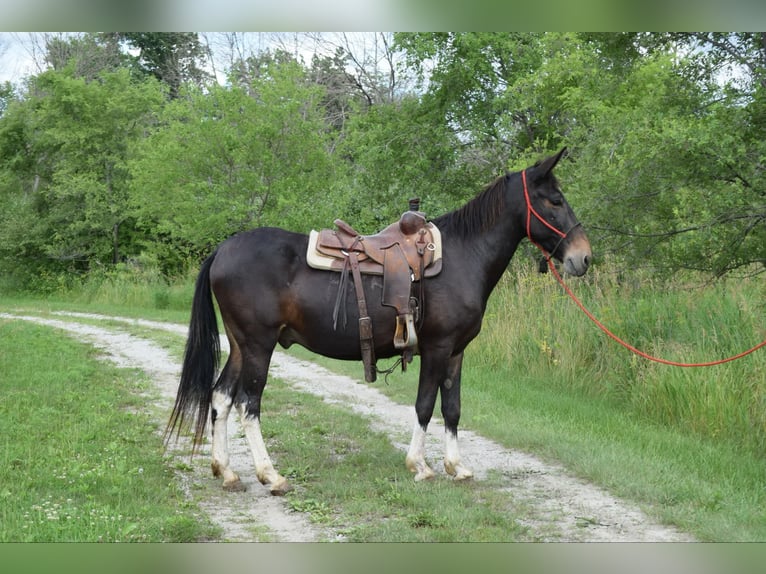 Mule Gelding 14 years 15,2 hh Black in Van Horne IA