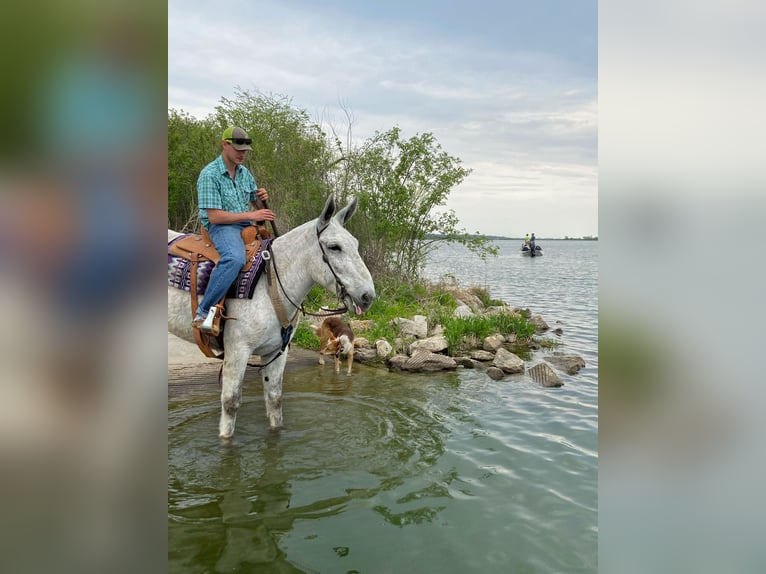 Mule Gelding 14 years 17 hh Gray in Van Horne IA