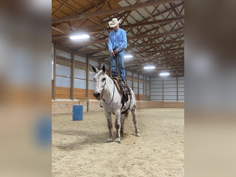 Mule Gelding 14 years 17 hh Gray in Van Horne IA