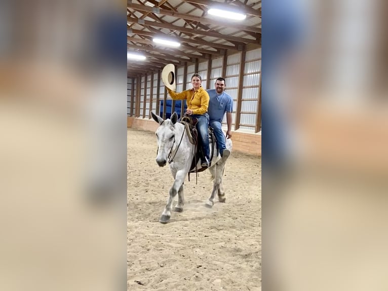 Mule Gelding 14 years 17 hh Gray in Van Horne IA