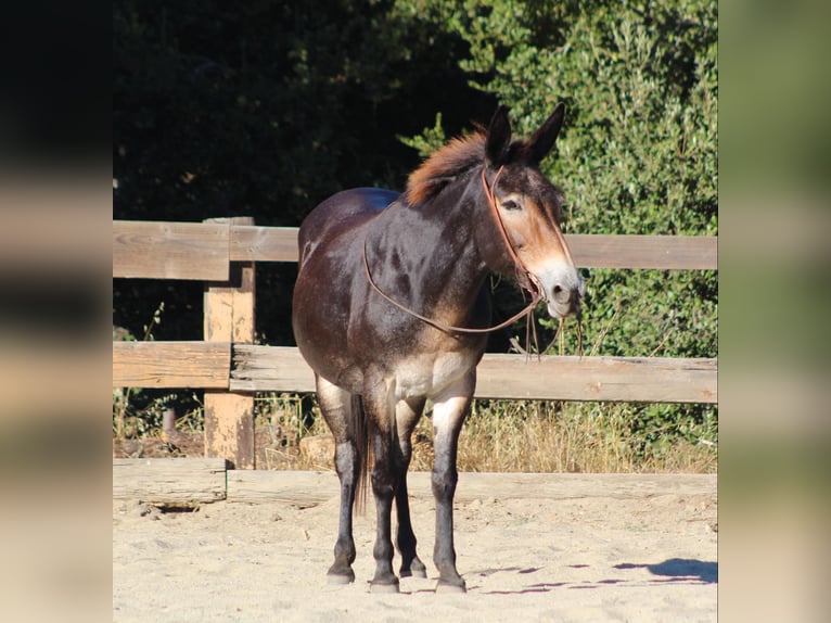 Mule Gelding 14 years Bay in Bitterwater CA