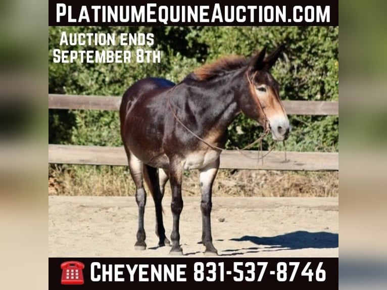 Mule Gelding 14 years Bay in Bitterwater CA