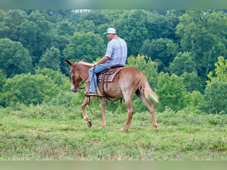 Mule Gelding 14 years Sorrel in Brooksville KY