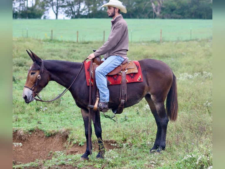 Mule Gelding 14 years in Brooksville KY