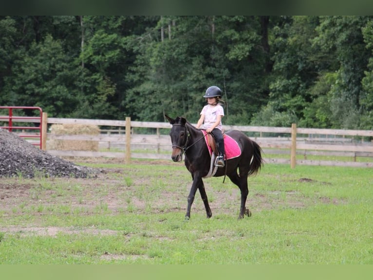 Mule Gelding 15 years 13.1 hh Black in Howell, MI