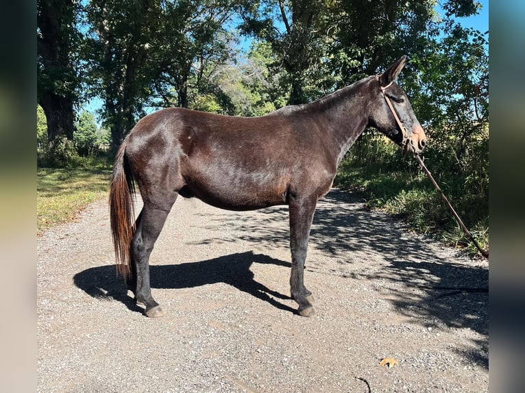 Mule Gelding 15 years 13 hh Black in North Judson IN