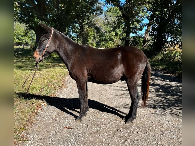 Mule Gelding 15 years 13 hh Black in North Judson IN