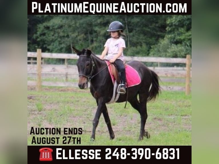 Mule Gelding 15 years 13,1 hh Black in Howell, MI