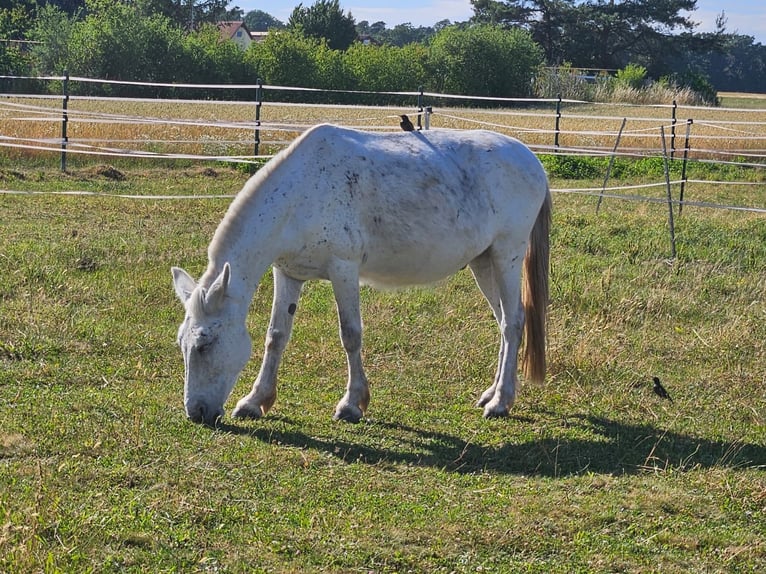 Mule Gelding 15 years 13,3 hh Grey-Fleabitten in Herzogenaurach