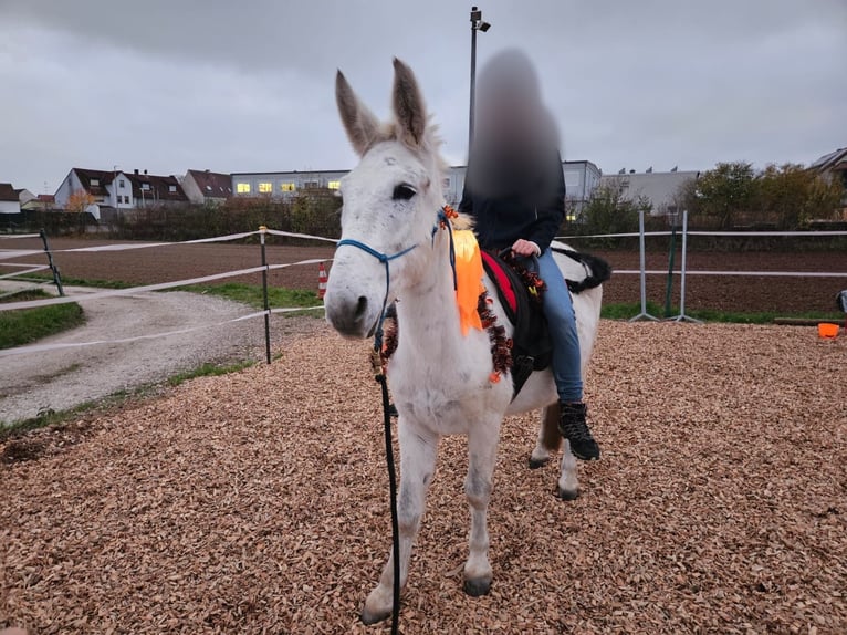 Mule Gelding 15 years 13,3 hh Grey-Fleabitten in Herzogenaurach