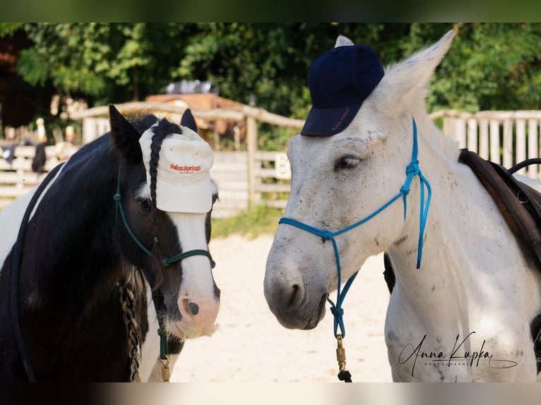 Mule Gelding 15 years 13,3 hh Grey-Fleabitten in Herzogenaurach