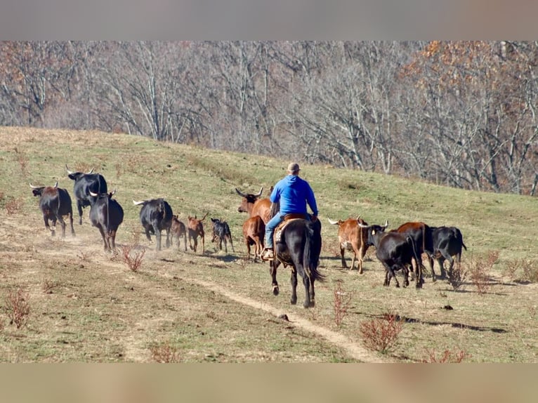 Mule Gelding 15 years 14,2 hh Black in Brookesville Ky