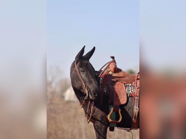 Mule Gelding 15 years 14,2 hh Black in Brookesville Ky