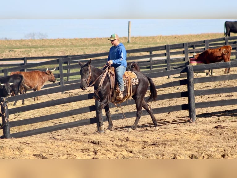 Mule Gelding 15 years 14,2 hh Black in Brookesville Ky