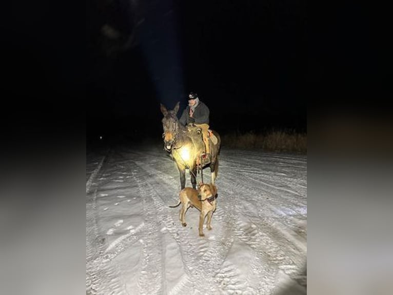 Mule Gelding 15 years 14,2 hh Black in Van Horne, IA