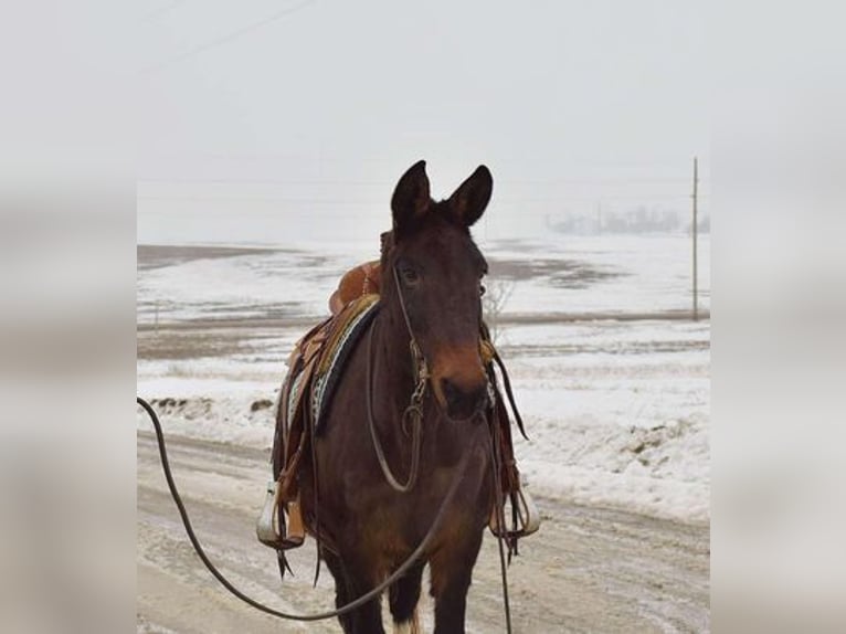 Mule Gelding 15 years 14,2 hh Black in Van Horne, IA