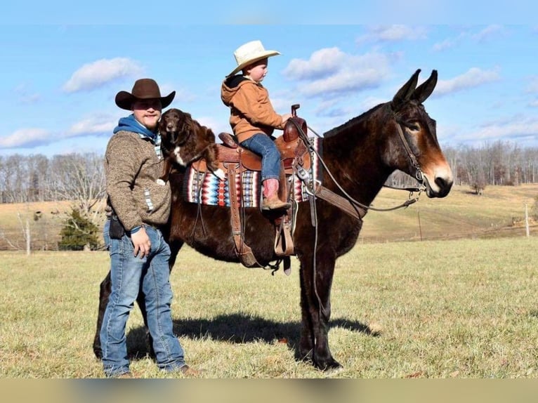 Mule Gelding 15 years 14,3 hh Bay in Whitley City Ky