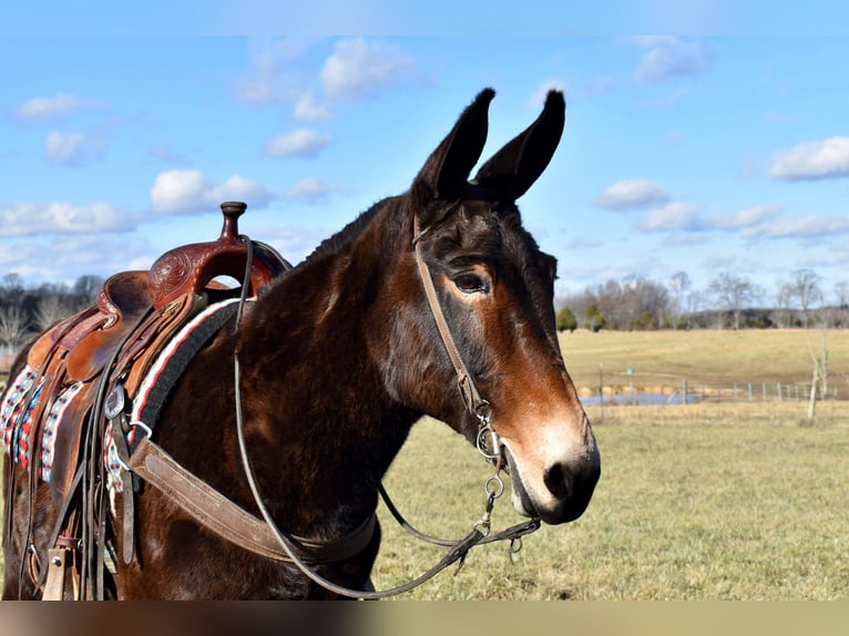 Mule Gelding 15 years 14,3 hh Bay in Whitley City Ky