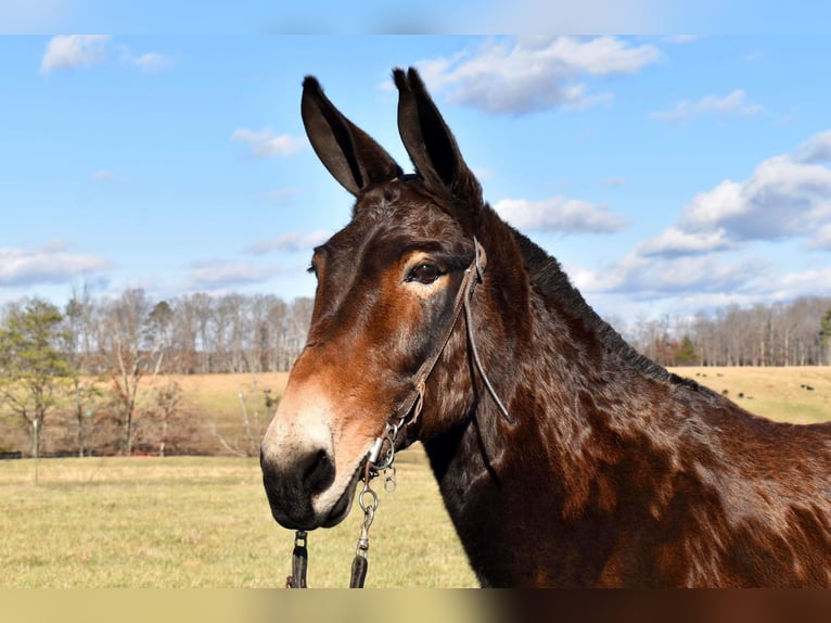 Mule Gelding 15 years 14,3 hh Bay in Whitley City Ky