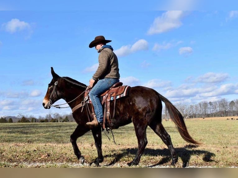 Mule Gelding 15 years 14,3 hh Bay in Whitley City Ky