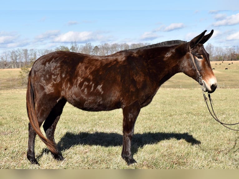 Mule Gelding 15 years 14,3 hh Bay in Whitley City Ky