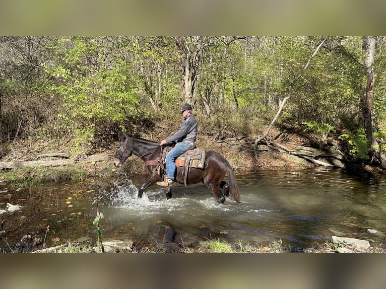 Mule Gelding 15 years 14,3 hh Black in Moscow