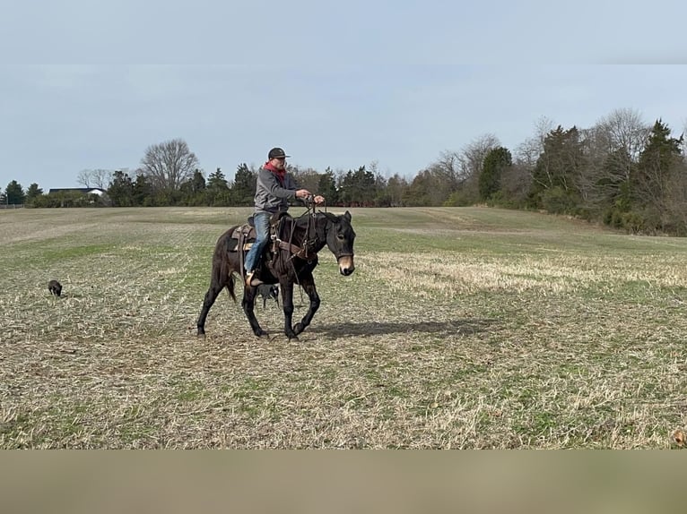 Mule Gelding 15 years 14,3 hh Black in Moscow