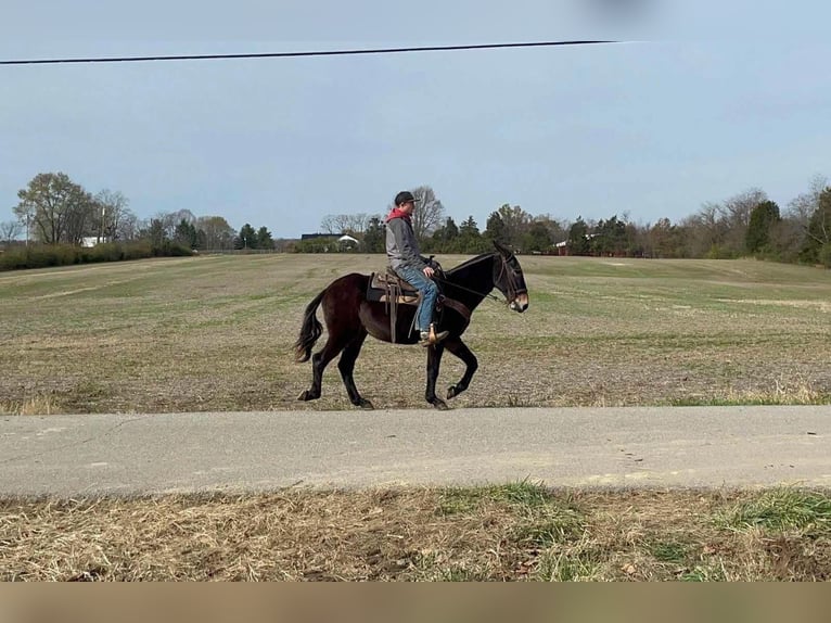 Mule Gelding 15 years 14,3 hh Black in Moscow, OH